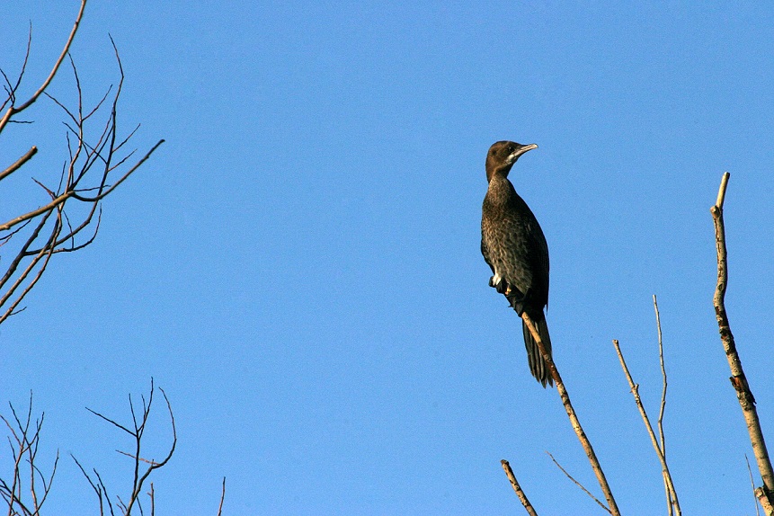 Mali kormoran