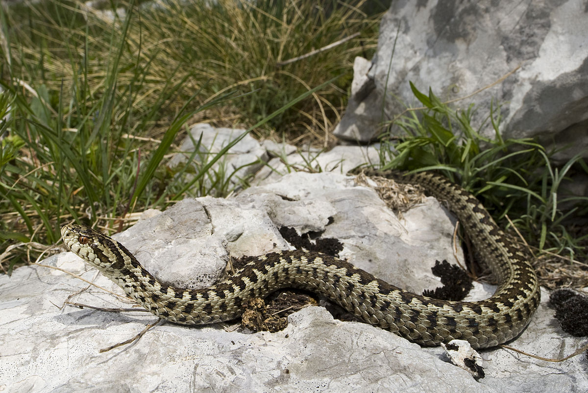 krški šargan