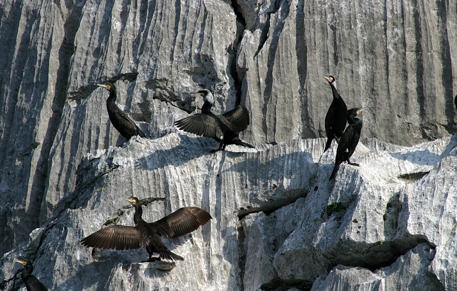 Vranac- veliki kormoran