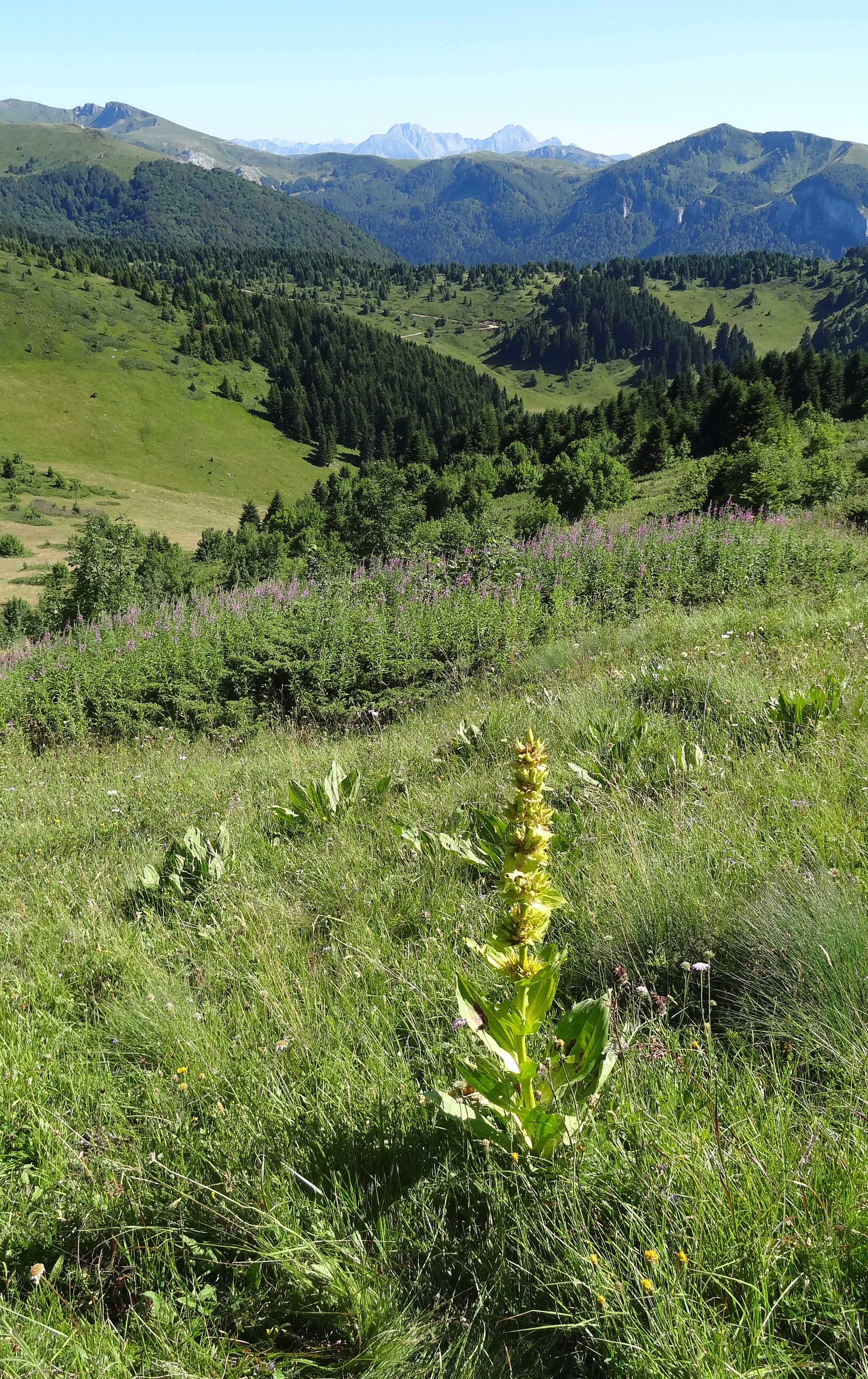 Žuta lincura