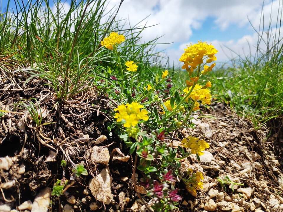 Šarska žumenica