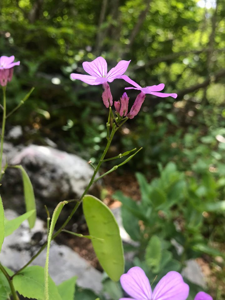 Lunaria telekiana