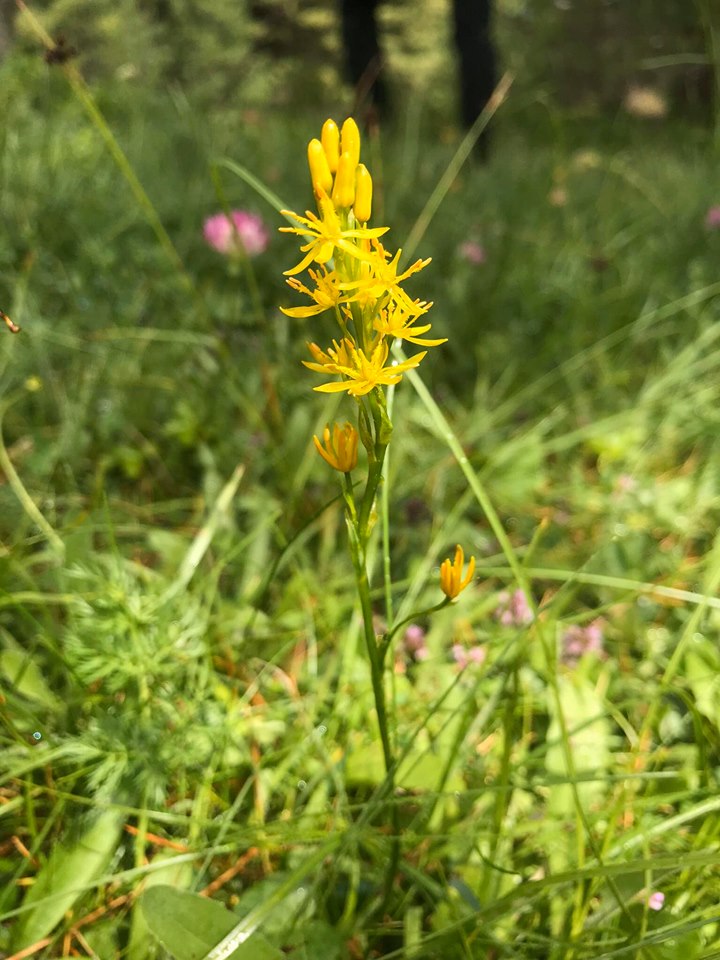 Šarplaninski kostolom